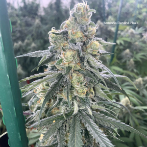 An image of Antenna Banana Haze