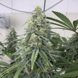 An image of Antenna Banana Haze