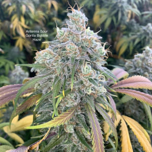 Image #27102582457650877