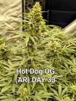 An image of Hot Dog OG