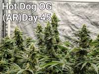 An image of Hot Dog OG