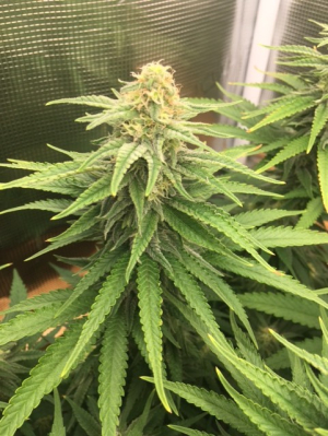 An image of G13 Thirteen Project