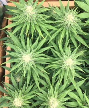An image of G13 Thirteen Project