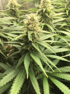 An image of G13 Thirteen Project