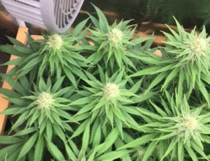 An image of G13 Thirteen Project