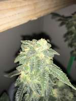 An image of Platinum OG