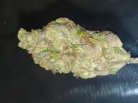 An image of RudeBoi OG