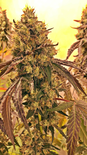 Image #02112502050569387