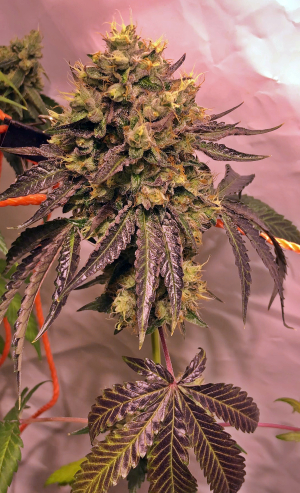 Image #02112512718233671