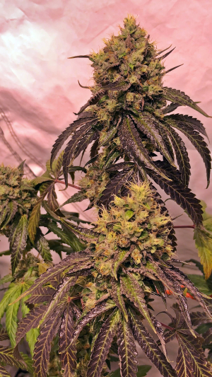 Image #02112551323351215