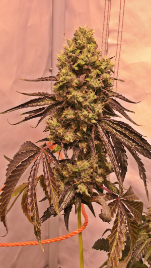 Image #02112571258209882