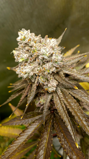 Space Panda's picture by cannafarmer420