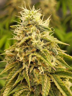An image of Huckleberry Pie