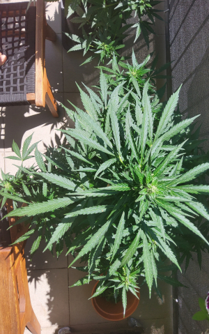 An image of Orange Blossom XXL Auto