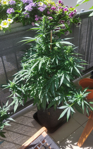 An image of Orange Blossom XXL Auto