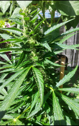 An image of Orange Blossom XXL Auto