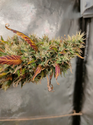 Image #28122526385900619