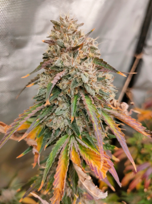 Image #28122532504121849