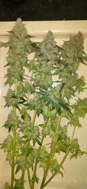 Image #28122515403380484