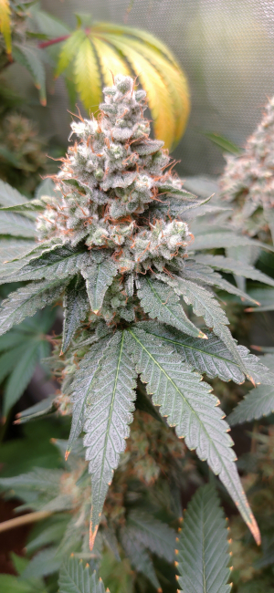 Image #28122521863598813