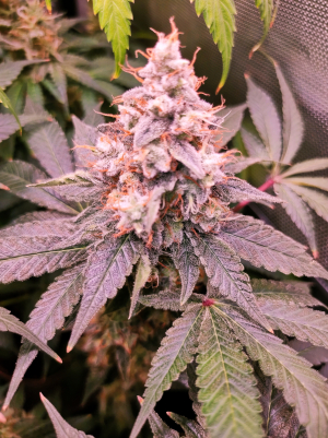 Image #28122591279572333