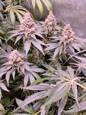 Image #28122595404731227