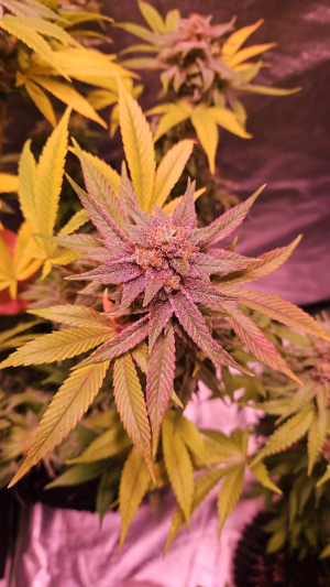 Biscotti Mintz's picture by GreenFlow_420