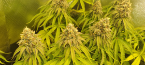 Image #16122596888403520