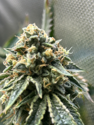 An image of Black Cherry Gushers