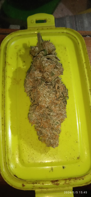 Blue Cheese's picture by Sergeo