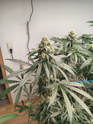 Image #27122505526091687