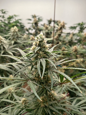 Image #27122587229271967