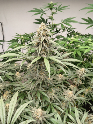 Image #28122589011526232