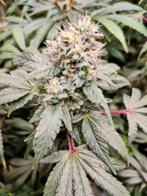 An image of Gary Payton