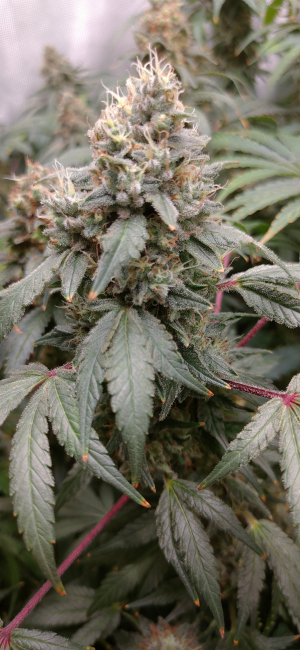 An image of Gary Payton