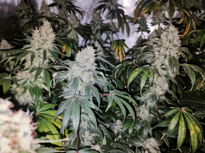 An image of Gary Payton