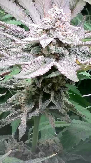 Girl Scout Cookies's picture by zetzork