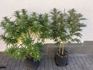 Mimosa Evo's picture by CB87