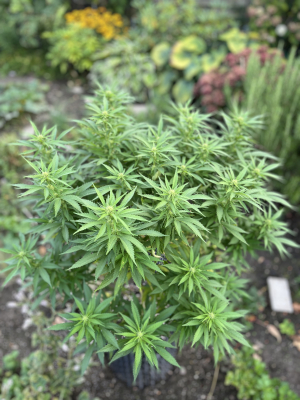 Mimosa Evo's picture by CB87