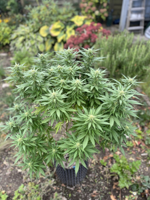 Mimosa Evo's picture by CB87