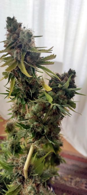 An image of Mimosa x Orange Punch