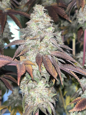 Mimosa x Orange Punch's picture by Weedvampier