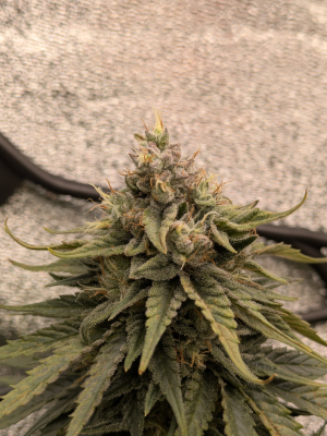 An image of OG Kush