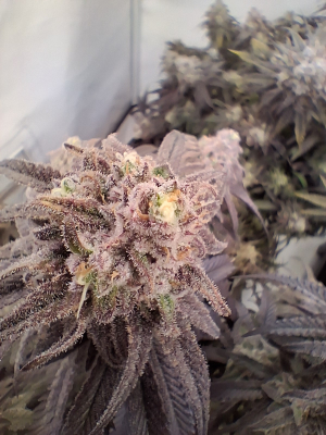 Peyote Cookies's picture by Traunstoned420