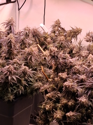 Peyote Cookies's picture by Traunstoned420