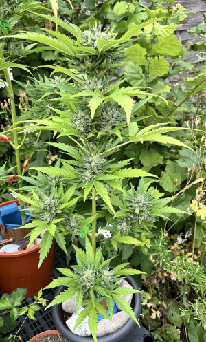 Pineapple Express's picture by Ledemonkey