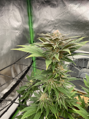 Image #07122580870572755