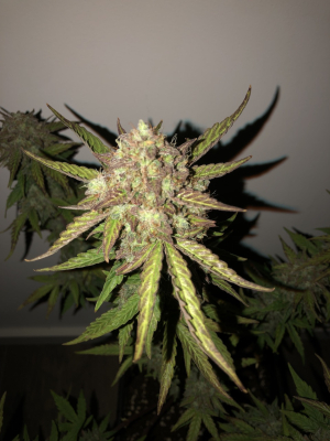 An image of Strawberry Cheesecake Auto