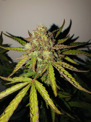 An image of Strawberry Cheesecake Auto