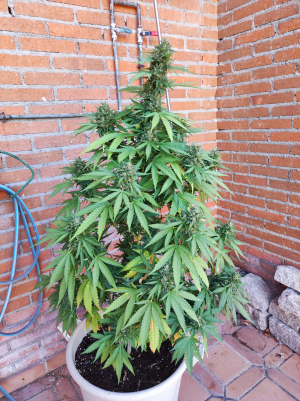 Tangerine Dream's picture by Skambu